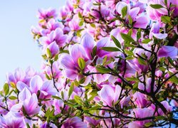 Kwitnąca magnolia wiosną