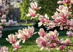 Kwitnąca, Magnolia, Wiosna