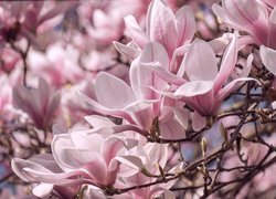 Kwitnące biało-różowe magnolie