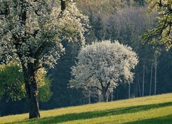 Kwitnące drzewa na wzgórzu