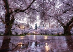 Kwitnące drzewa wiosną w parku