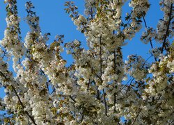 Kwitnące drzewo owocowe na tle błękitnego nieba