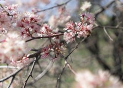 Różowe, Kwiaty, Drzewo owocowe, Gałązki, Zbliżenie