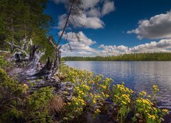 Finlandia, Region Kainuu, Park Narodowy Hossa, Jezioro, Chmury, Drzewa, Żółte, Kwiaty, Kaczeńce