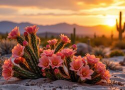 Zachód słońca, Kwitnące, Kaktusy, Czerwone, Kwiaty