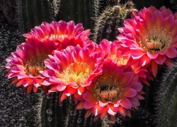 Kaktusy, Kwiaty, Światło