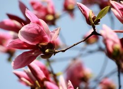 Kwitnące magnolie różowe