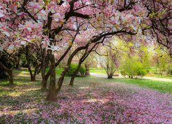 Kwitnące magnolie w parku