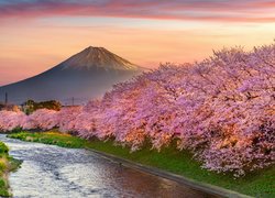 Góra Fudżi, Rzeka, Wiosna, Okwiecone, Drzewa, Wiśnie japońskie, Shizuoka, Japonia