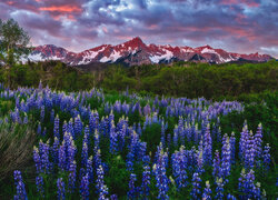 Stany Zjednoczone, Kolorado, San Juan Mountains, Mount Sneffels, Góry, Polana, Kwiaty, Łubin, Drzewa, Zieleń, Chmury, Zachód słońca