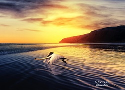 Łabędź lecący nad morzem w blasku zachodzącego słońca