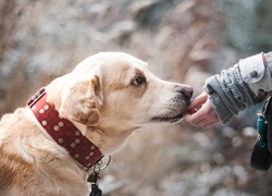 Labrador retriever rozpieszczany ręką swojej pani