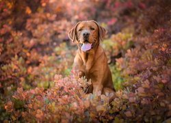 Pies, Labrador retriever, Krzewy, Jesienne, Liście