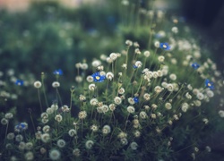 Łąka porośnięta niebieskimi kwiatami i mleczem