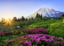 Łąka w promieniach słońca w Parku Narodowym Mount Rainier