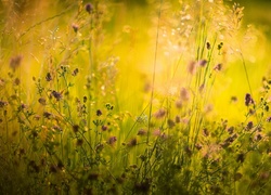 Łąka z polnymi kwiatami w słońcu