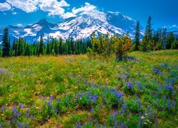 Góry, Drzewa, Park Narodowy Mount Rainier, Łąka, Fioletowe, Kwiaty, Łubin, Stan Waszyngton, Stany Zjednoczone