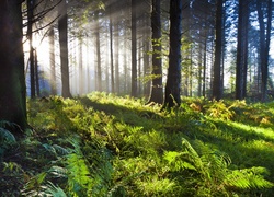 Las dębowy w Union Wood w Irlandii o świcie