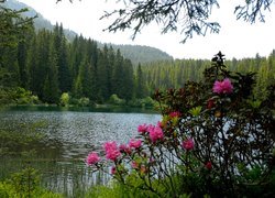 Las iglasty i kwiaty na brzegu jeziora z górami w tle