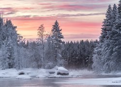 Las nad rzeką zimą