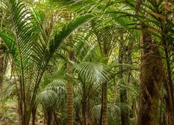 Las palmowy