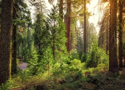 Las w Parku Narodowym Kings Canyon w Kalifornii