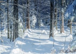 Las w słonecznym blasku zimową porą