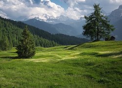 Lasy i łąki Armentara na tle Dolomitów