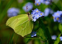 Motyl, Latolistek cytrynek, Niebieskie, Niezapominajki