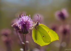 Motyl, Latolistek cytrynek, Kwiat, Ostrożeń polny