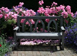 Ławka pod krzewami róż w ogrodzie