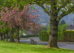 Ławka pod kwitnącym drzewem przy drodze