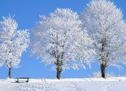 Zima, Ośnieżone, Drzewa, Ławka, Pole, Śnieg, Ślady