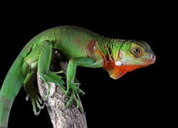 Jaszczurka, Legwan zielony, Iguana, Zbliżenie