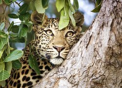 Leopard na drzewie