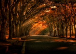 Leśna droga pośród jesiennych drzew i wpadające promienie słońca