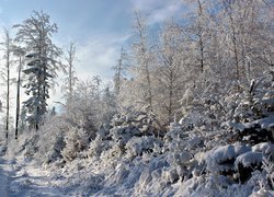 Zima, Las, Drzewa, Ścieżka, Śnieg