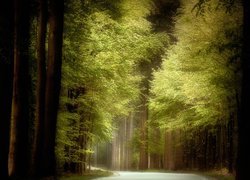 Leśna droga wśród zielonych drzew
