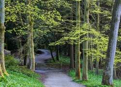 Leśna droga zagrodzona drewnianym płotem