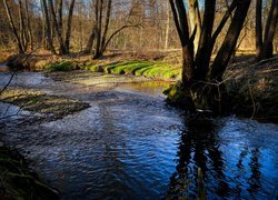 Rzeka, Strumień, Las, Drzewa