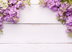 Fioletowe, Kwiaty, Lewkonia, Deski