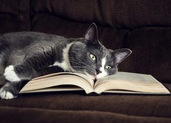 Leżący, Kot, Książka