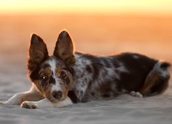 Leżący szczeniak border collie