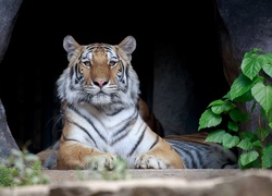 Leżący, Tygrys bengalski