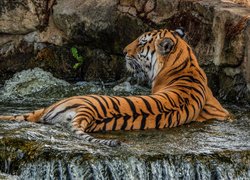 Leżący tygrys w wodzie