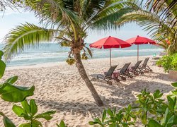 Leżaki pod parasolami na plaży obok palm