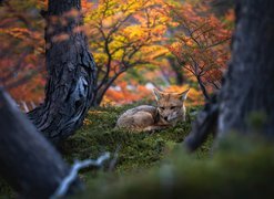 Lis leżący pod jesiennym drzewem w lesie