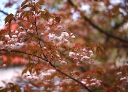 Wiśnia japońska, Drzewo owocowe, Różowe, Kwiaty