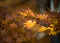 Liście klonu jesienią malowane