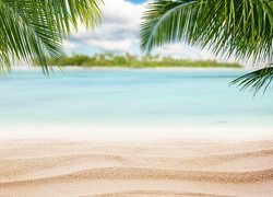 Liście palmy nad brzegiem morza